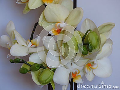 Yellow gorgeous bloom of Phalaenopsis, â€œmoth orchidsâ€, buds. Beautiful exotic flowers indoor plants. Stock Photo